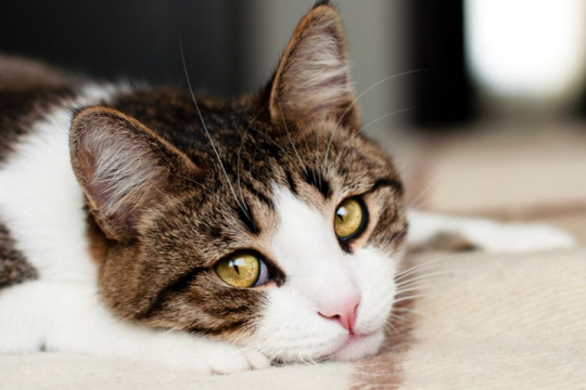 7 Ways You Might Be Hurting Your Cat’s Feelings