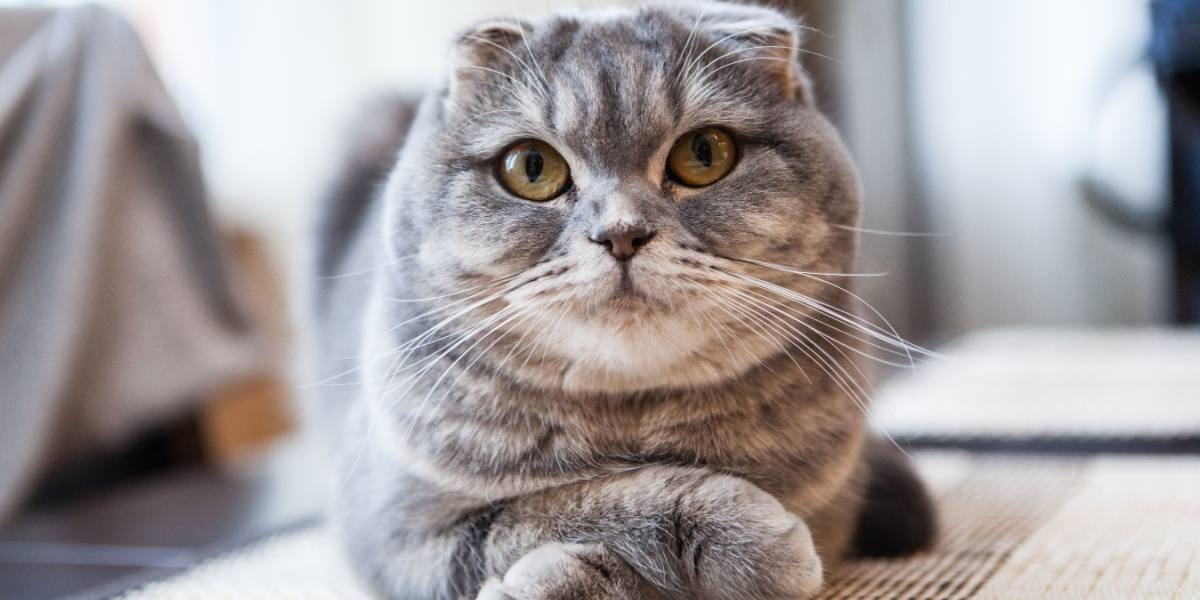 Scottish fold cat