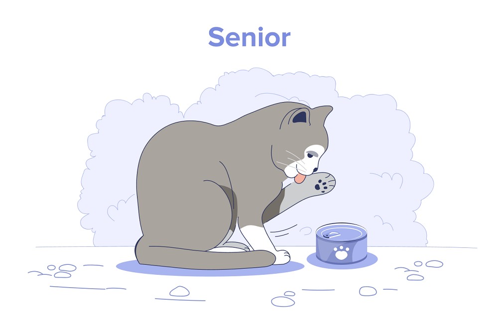 senior cat