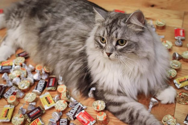 250 of the Cutest Food Names for Cats Who Love to Snack