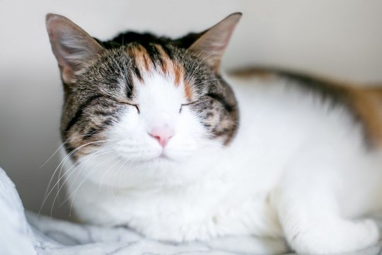 5 Things You Probably Didn’t Know About the Tabico