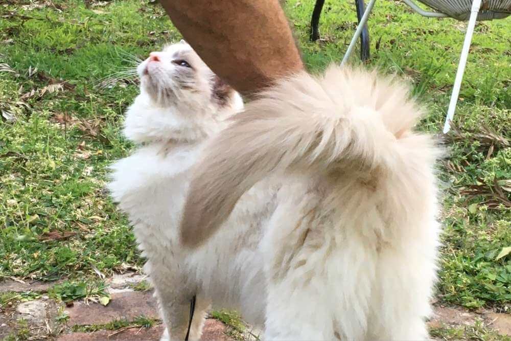 cat tail body movement