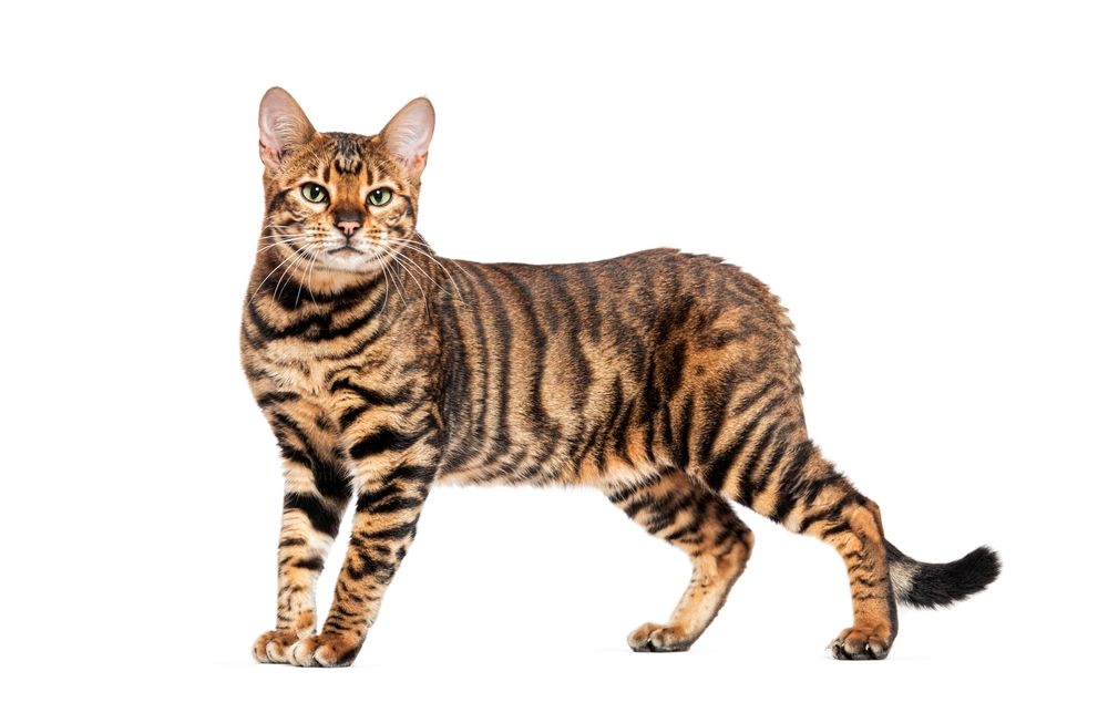 Toyger