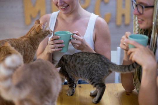 Cat Cafes Around the World Are Saving Cats in Need
