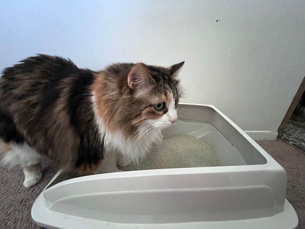 Van Ness Sifting Cat Litter Pan with Frame