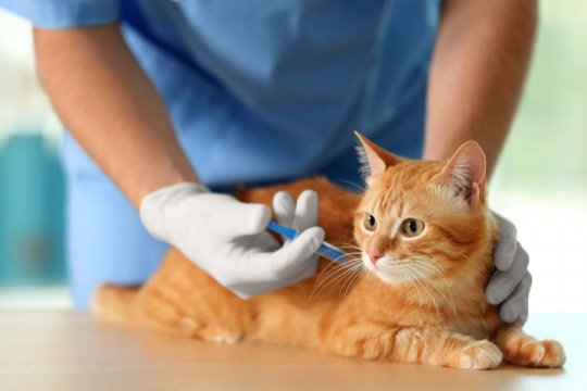 How To Help Your Cat Feel Better After Vaccinations