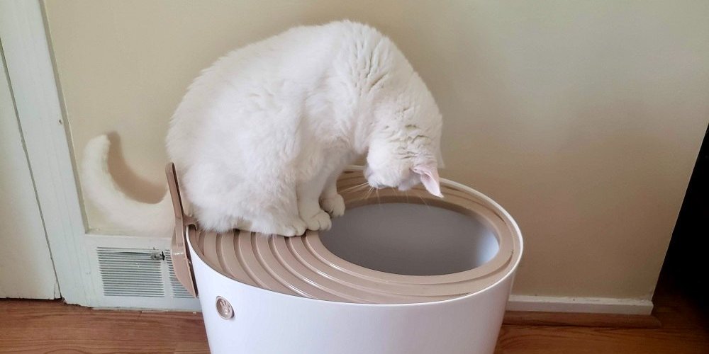 best high sided litter boxes
