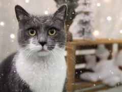 Winter Cat Name Ideas